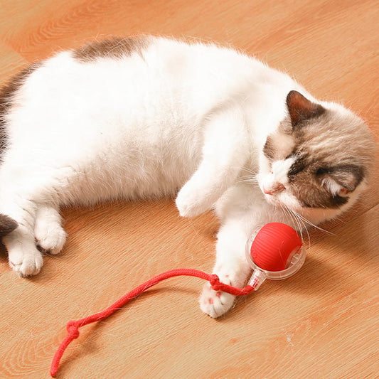 🐶Im Verkauf🐱 Haustier-Selbstunterhaltungsspielzeug - Beißfester automatischer Spielball