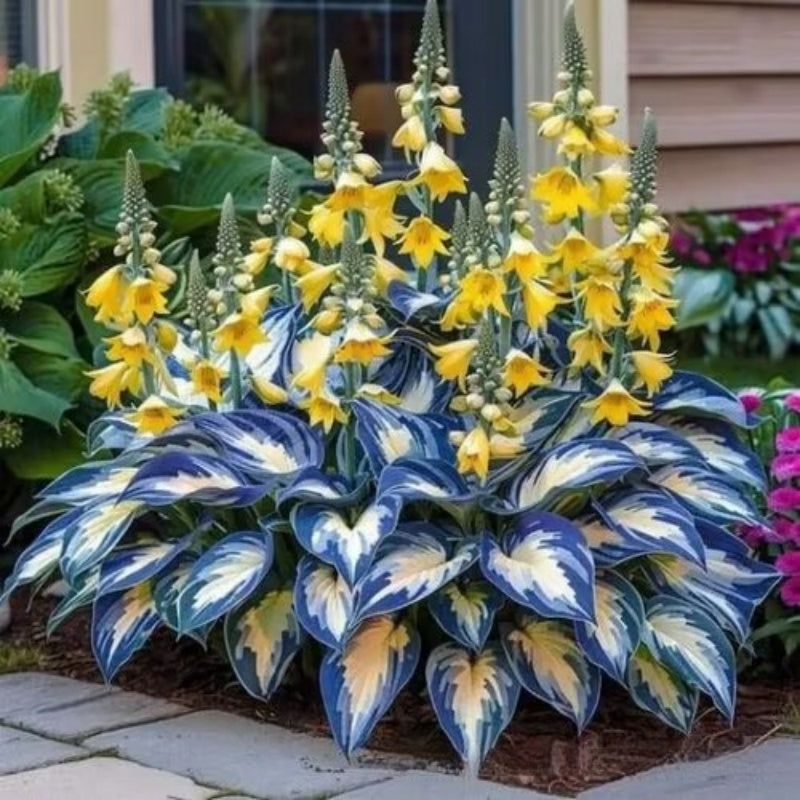 Easy to Grow Hosta Seeds for Gardens