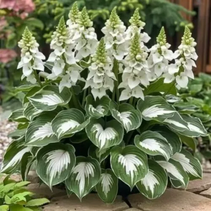 Easy to Grow Hosta Seeds for Gardens