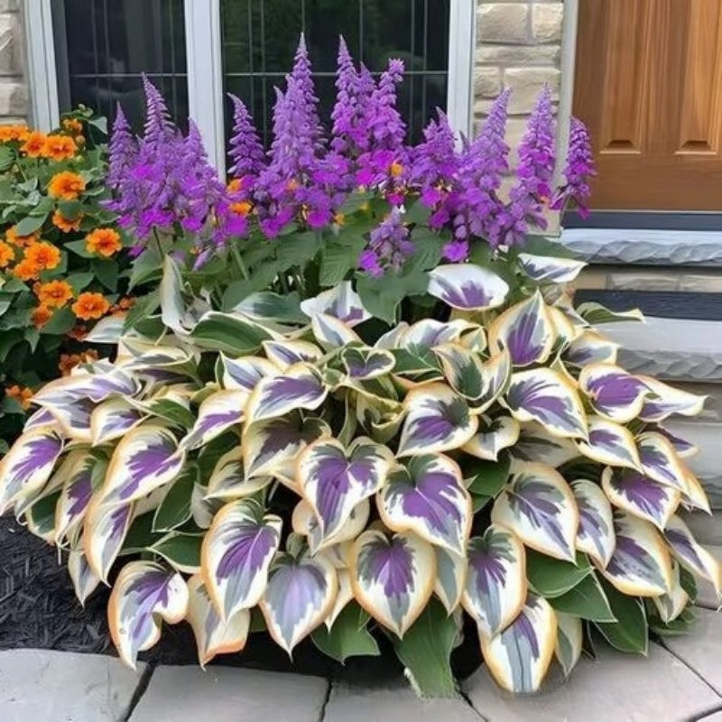 Easy to Grow Hosta Seeds for Gardens