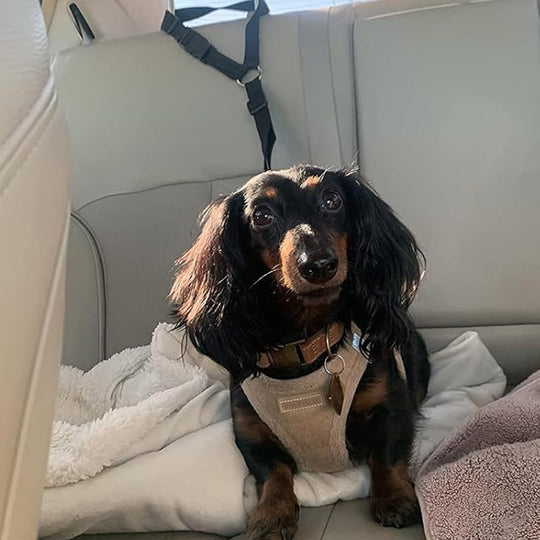 🔥New Hot Selling❤️‍🔥 2-in-1 Dog Car Seat Belt &amp; Walking Leash