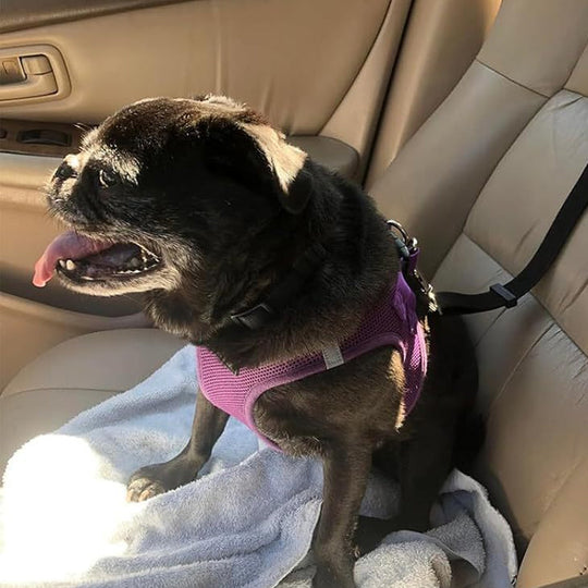 🔥New Hot Selling❤️‍🔥 2-in-1 Dog Car Seat Belt &amp; Walking Leash