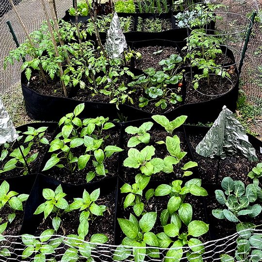 📢📢40% OFF !! ⏰Divided Fabric Grow Bags for Plants